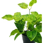 Jardin Vertical Artificial Ramo Planta Deco X10u Diseño